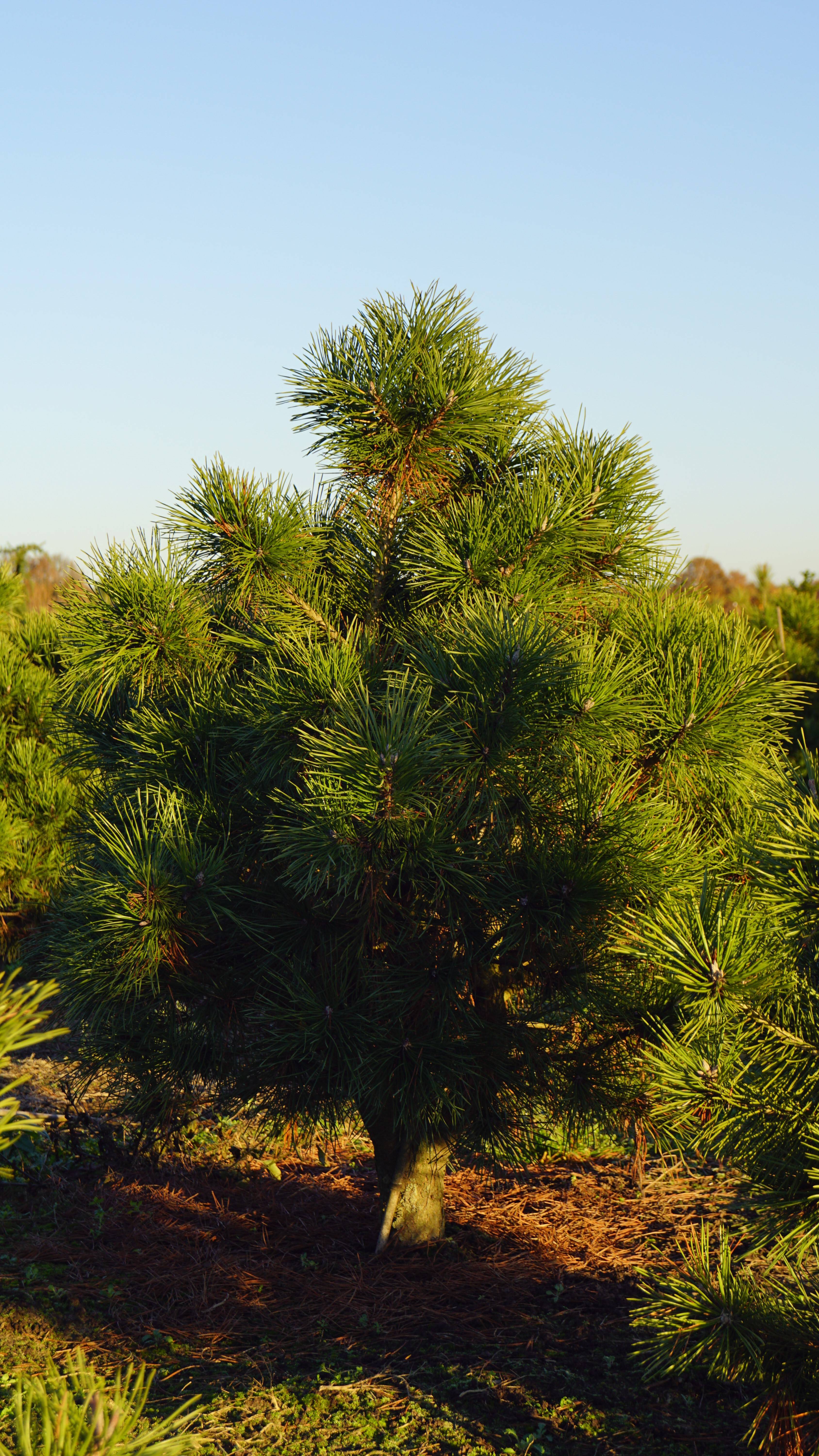 Pinus mugo uncinata (4)-1